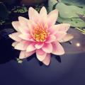 吴思明